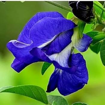 aparajita flower or blue pea organic and benificial plant