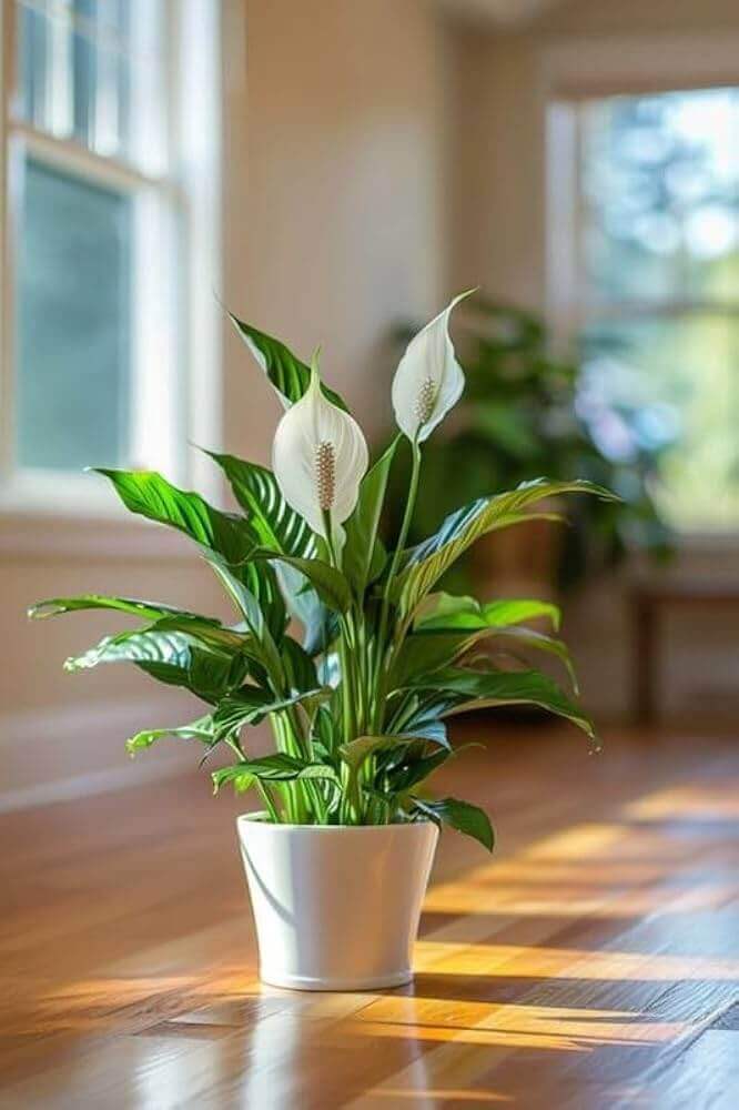 peace lily spathiphyllum indoor nursery plant